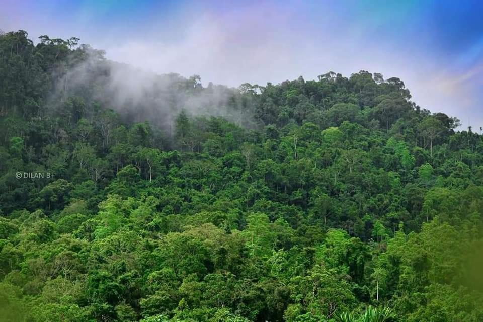 Sinharaja Forest Gate เดนิยายา ภายนอก รูปภาพ