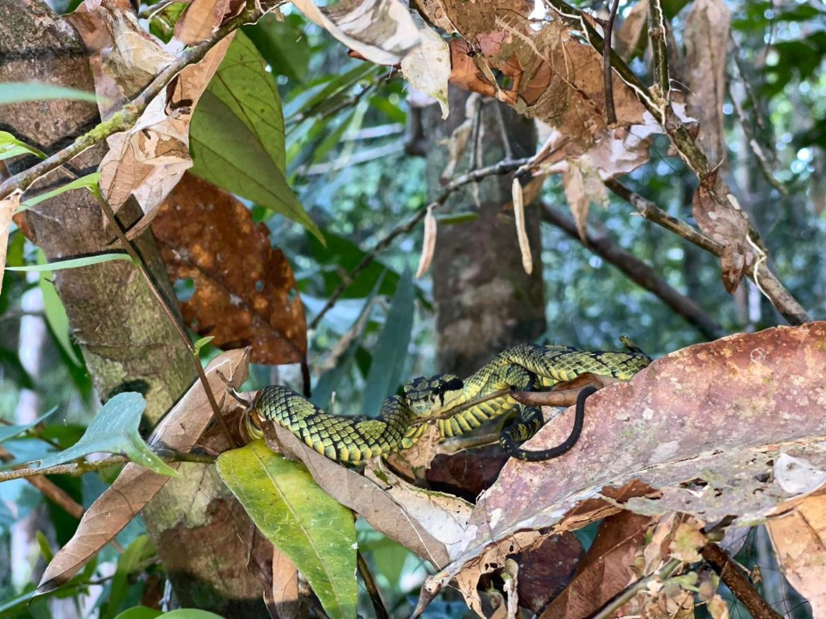 Sinharaja Forest Gate เดนิยายา ภายนอก รูปภาพ